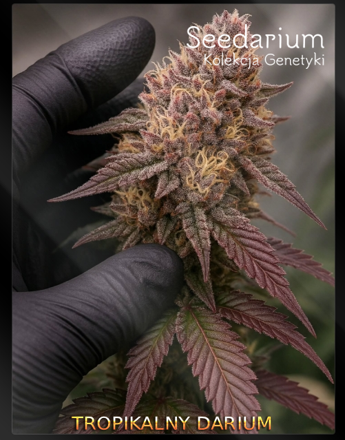 TROPIKALNY DARIUM